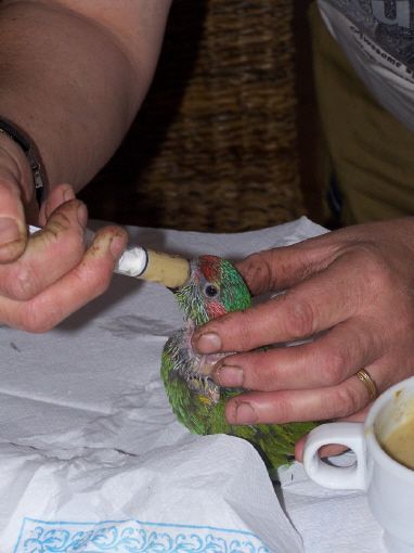 cria a mano de pichones