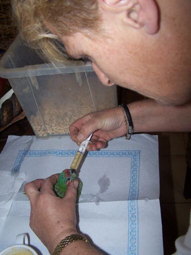 cria a mano de pichones