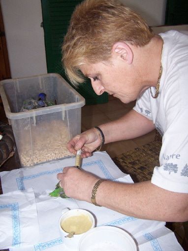 cria a mano de pichones