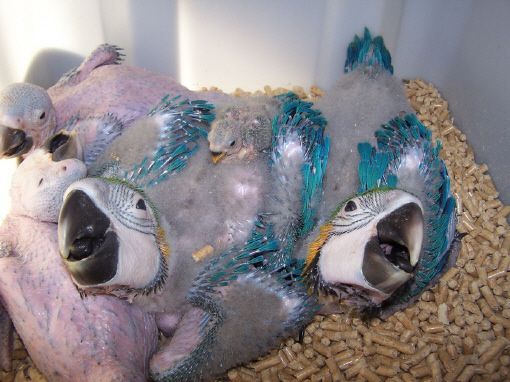 cria a mano de pichones