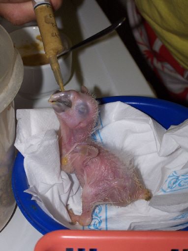 cria a mano de pichones