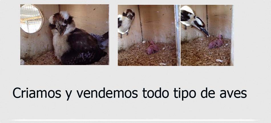 Venta alimento loros